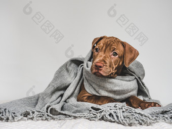 年轻的迷人的小狗包装灰色的围巾特写镜头孤立的背景工作室照片概念哪教育培训和提高动物年轻的小狗包装灰色的围巾
