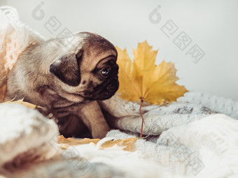 可爱的甜蜜的小狗说谎毯子和黄色的叶子白色背景宠物哪概念可爱的甜蜜的小狗说谎毯子