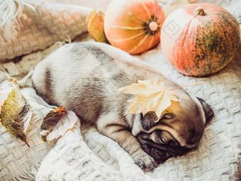 可爱的甜蜜的小狗睡觉毯子黄色的南瓜和叶子白色背景宠物哪概念可爱的甜蜜的小狗睡觉毯子