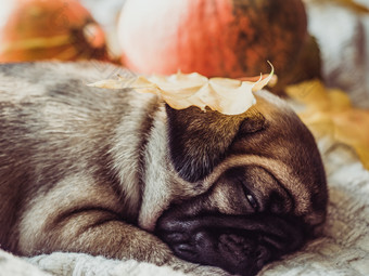 可爱的甜蜜的小狗睡觉毯子黄色的南瓜和叶子白色背景宠物哪概念可爱的甜蜜的小狗睡觉毯子