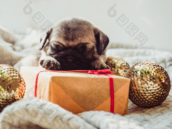可<strong>爱的甜蜜的</strong>小狗睡觉毯子礼物圣诞节装饰和球白色背景宠物哪概念可<strong>爱的甜蜜的</strong>小狗睡觉毯子