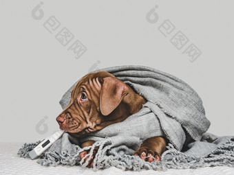 漂亮的纯种小狗巧克力颜色包装灰色的围巾和持有<strong>温度计</strong>特写镜头孤立的背景工作室照片概念哪教育培训和提高宠物年轻的小狗包装灰色的围巾