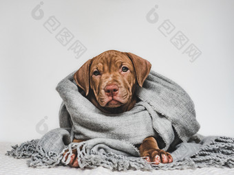 年轻的迷人的小狗包装灰色的围巾特写镜头孤立的背景工作室照片工作室照片概念哪教育服从培训和提高宠物年轻的小狗包装灰色的围巾