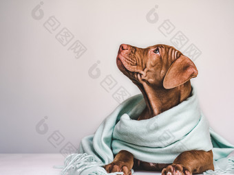 年轻的迷人的小狗包装灰色的围巾特写镜头孤立的背景工作室照片概念哪教育培训和提高宠物年轻的小狗包装灰色的围巾