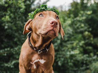 甜蜜的小狗巧克力颜色与花环三叶草叶子坐着背景树清晰的夏天一天特写镜头概念哪教育服从培训和提高宠物甜蜜的小狗巧克力颜色与花环
