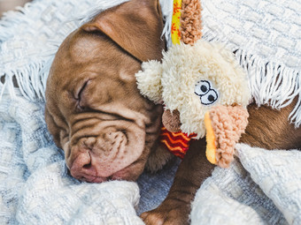 甜蜜的漂亮的小狗巧克力颜色拥抱他的玩具和睡觉软格子清晰的阳光明媚的一天特写镜头户外概念哪教育服从培训和提高宠物甜蜜的小狗睡觉软格子