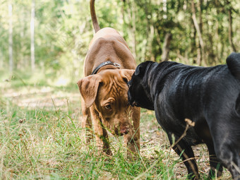 两个甜蜜的小狗玩背景绿色树美丽的安静的森林清晰的阳光明媚的一天特写镜头户外概念哪教育服从培训和提高宠物两个甜蜜的小狗玩森林