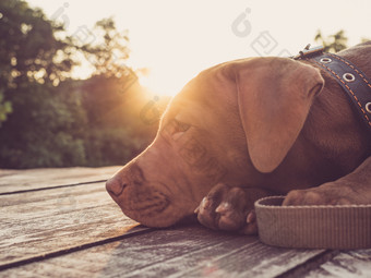 迷人的小狗巧克力颜色的背景的设置太阳清晰的夏天一天特写镜头户外概念哪教育服从培训和提高宠物迷人的小狗巧克力颜色特写镜头在户外