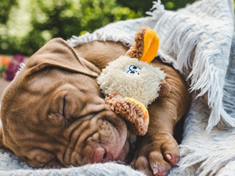 可爱的小狗巧克力颜色拥抱他的玩具和睡觉软格子清晰的阳光明媚的一天背景绿色树特写镜头户外概念哪和服从培训宠物甜蜜的小狗睡觉软格子