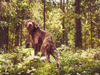 甜蜜的小狗巧克力颜色背景绿色树美丽的安静的森林清晰的阳光明媚的一天特写镜头户外概念哪教育服从培训提高宠物甜蜜的小狗美丽的安静的森林