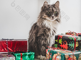 可爱的迷人的小猫和多色的明亮的礼物盒子快乐圣诞节和快乐新一年可爱的迷人的小猫和明亮的礼物盒子