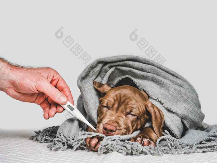 漂亮的纯种小狗包装灰色的围巾特写镜头孤立的背景工作室照片概念哪教育培训和提高宠物年轻的小狗包装灰色的围巾