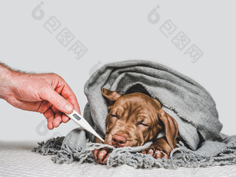 漂亮的纯种小狗包装灰色的围巾特写镜头孤立的背景工作室照片概念哪教育培训和提高宠物年轻的小狗包装灰色的围巾