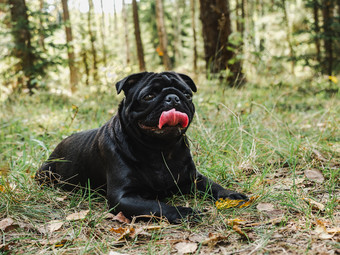 甜蜜的小狗黑色的颜色背景绿色树美丽的安静的森林清晰的阳光明媚的一天特写镜头户外概念哪教育服从培训和提高宠物甜蜜的可爱的小狗黑色的颜色特写镜头