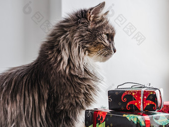 可爱的迷人的小猫和多色的明亮的礼物盒子快乐圣诞节和快乐新一年可爱的迷人的小猫和明亮的礼物盒子