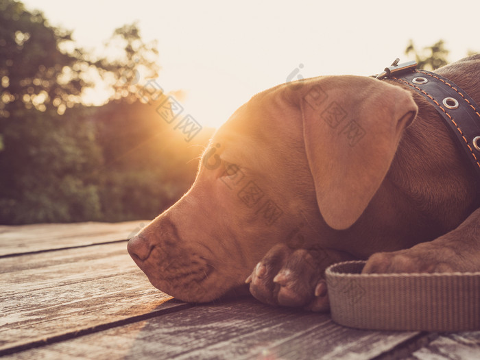 温柔的漂亮的小狗巧克力颜色的背景的设置太阳清晰的夏天一天特写镜头户外概念哪教育服从培训和提高宠物迷人的小狗巧克力颜色特写镜头在户外