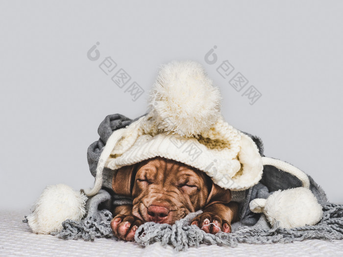 漂亮的纯种小狗包装灰色的围巾和持有温度计他的口特写镜头孤立的背景工作室照片概念哪教育培训和提高动物年轻的小狗包装灰色的围巾
