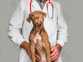 漂亮的温柔的小狗巧克力颜色的接待的兽医医生特写镜头孤立的背景工作室照片概念哪教育服从培训和提高宠物年轻的迷人的小狗和兽医医生特写镜头