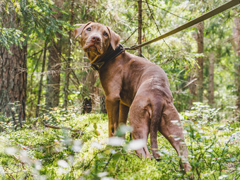 甜蜜的小狗巧克力颜色背景绿色树美丽的安静的森林清晰的阳光明媚的一天特写镜头户外概念哪教育服从培训提高宠物甜蜜的小狗美丽的安静的森林