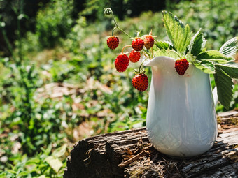成熟的多汁的草莓的背景年轻的绿色草特写镜头一边视图成熟的多汁的草莓关闭一边视图