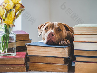 可爱的可爱的小狗和古董书特写镜头孤立的背景工作室照片概念哪教育服从培训和提高宠物可爱的小狗和古董书工作室照片