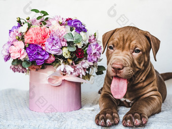 漂亮的温柔的小狗巧克力颜色和明亮的花束花特写镜头孤立的背景工作室照片白色颜色概念哪教育服从培训和提高宠物年轻的迷人的小狗和花束花