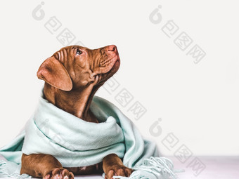年轻的迷人的小狗包装灰色的围巾特写镜头孤立的背景工作室照片概念哪教育培训和提高动物年轻的小狗包装灰色的围巾