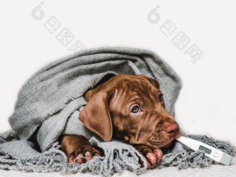 漂亮的纯种小狗包装灰色的围巾和持有温度计他的口特写镜头孤立的背景工作室照片概念哪教育培训和提高宠物年轻的小狗包装灰色的围巾