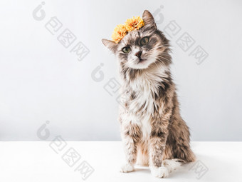 迷人的毛茸茸的小猫与黄色的花白色背景孤立的特写镜头迷人的毛茸茸的小猫与黄色的花特写镜头