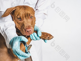 可爱的小狗巧克力颜色的接待的兽医医生特写镜头孤立的背景工作室照片概念哪教育服从培训和提高宠物可爱的小狗巧克力颜色关闭