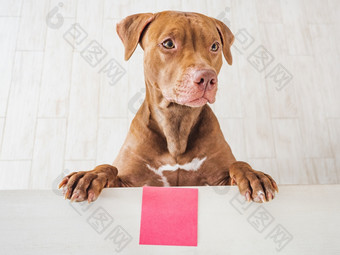 可爱的漂亮的小狗棕色（的）颜色特写镜头室内工作室照片祝贺你为家庭爱的朋友和的同事们宠物哪概念可爱的漂亮的小狗棕色（的）颜色和问候卡