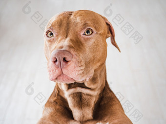 可爱的漂亮的小狗棕色（的）颜色特写镜头在室内工作室照片一天光概念哪教育服从培训和提高宠物可爱的漂亮的小狗棕色（的）颜色一天光