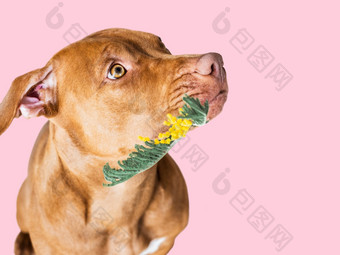 可爱的漂亮的小狗棕色（的）颜色和黄色的明亮的花特写镜头在室内工作室照片孤立的祝贺你为家庭爱的朋友和的同事们动物和宠物哪概念可爱的漂亮的小狗棕色（的）颜色和黄色的明亮的花