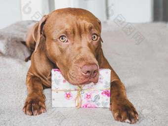可爱的漂亮的小狗棕色（的）颜色和礼物盒子特写镜头在室内前视图<strong>工作室照片</strong>祝贺你为家庭爱的朋友和的同事们动物和宠物哪概念可爱的漂亮的小狗棕色（的）颜色和礼物盒子