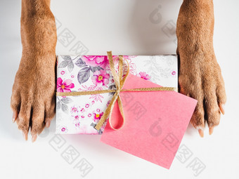 可爱的漂亮的小狗棕色（的）颜色和礼物盒子特写镜头在室内前视图工作室照片祝贺你为家庭爱的朋友和的同事们动物和宠物哪概念可爱的漂亮的小狗棕色（的）颜色和礼物盒子