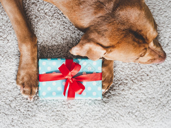 可爱的漂亮的小狗棕色（的）颜色和礼物盒子特写镜头在室内前视图工作室照片祝贺你为家庭爱的朋友和的同事们动物和宠物哪概念可爱的漂亮的小狗棕色（的）颜色和礼物盒子