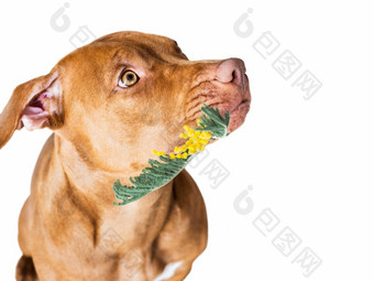 可爱的漂亮的小狗棕色（的）颜色和黄色的明亮的花特写镜头在室内工作室照片孤立的祝贺你为家庭爱的朋友和的同事们动物和宠物哪概念可爱的漂亮的小狗棕色（的）颜色和黄色的明亮的花