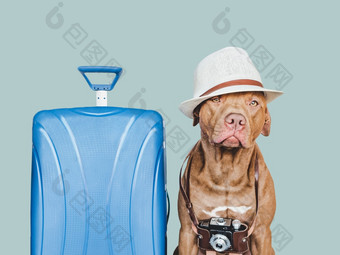 可爱的漂亮的棕色（的）小狗<strong>复古</strong>的相机和遮阳帽旅行准备和规划特写镜头在<strong>室内</strong>工作室照片孤立的背景概念娱乐旅行和旅游宠物哪可爱的漂亮的棕色（的）小狗<strong>复古</strong>的相机和遮阳帽