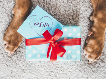 可爱的可爱的棕色（的）小狗和礼物盒子特写镜头在室内前视图工作室照片祝贺你为家庭爱的朋友和的同事们动物和宠物哪概念可爱的可爱的棕色（的）小狗和礼物盒子