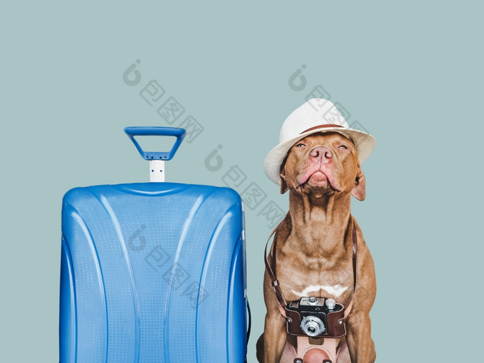 可爱的漂亮的棕色（的）小狗和蓝色的手提箱旅行准备和规划特写镜头在室内工作室照片孤立的背景概念娱乐旅行和旅游宠物哪可爱的漂亮的棕色（的）小狗和蓝色的手提箱