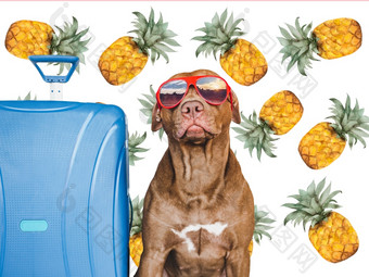 可爱的漂亮的棕色（的）小狗和蓝色的手提箱旅行准备和规划特写镜头在室内工作室照片孤立的背景概念娱乐旅行和旅游宠物哪可爱的漂亮的棕色（的）小狗和蓝色的手提箱