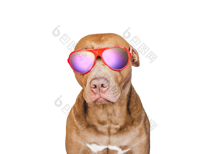 可爱的漂亮的棕色（的）小狗和太阳镜旅行准备和规划特写镜头在室内工作室照片孤立的背景概念娱乐旅行和旅游宠物哪可爱的漂亮的棕色（的）小狗和太阳镜旅行准备