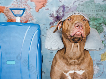 可爱的漂亮的棕色（的）小狗蓝色的手提箱和空气旅行枕头旅行准备和规划特写镜头在室内工作室照片概念娱乐旅行和旅游宠物哪可爱的棕色（的）小狗蓝色的手提箱和空气旅行枕头