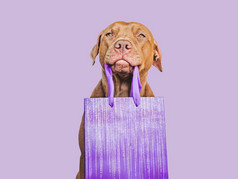 可爱的漂亮的棕色（的）小狗和购物袋特写镜头在室内工作室拍摄祝贺你为家庭爱的朋友和的同事们宠物哪概念可爱的漂亮的棕色（的）小狗和购物袋