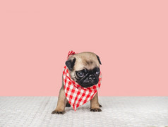 可爱的漂亮的小狗和红色的围巾特写镜头在室内工作室照片孤立的背景宠物哪概念可爱的漂亮的小狗和红色的围巾特写镜头