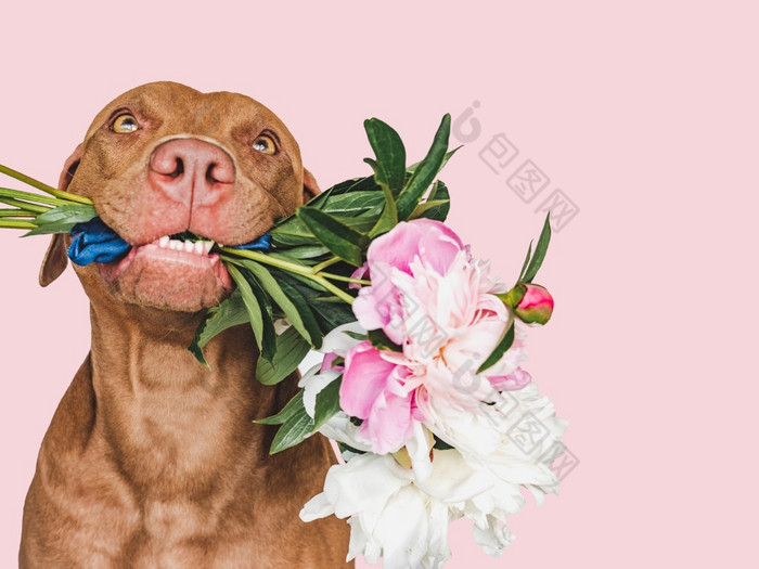 可爱的漂亮的棕色（的）小狗和明亮的花特写镜头在室内工作室拍摄祝贺你为家庭亲戚爱的朋友和的同事们宠物哪概念可爱的漂亮的棕色（的）小狗和明亮的花