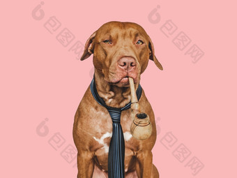可爱的漂亮的棕色（的）狗吸烟管和吸烟管特写镜头在室内孤立的背景宠物哪概念可爱的漂亮的棕色（的）狗特写镜头孤立的背景