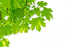 春天生态友好的背景生动的绿色分支机构枫木树孤立的白色背景