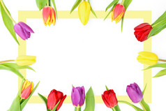 春天模板平视图新鲜的多彩色的郁金香花行白色背景与复制空间