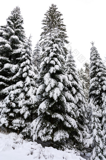 冬天景观高和雪<strong>云杉</strong>树深<strong>森林</strong>